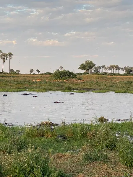 Gün batımında su aygırı havuzu.