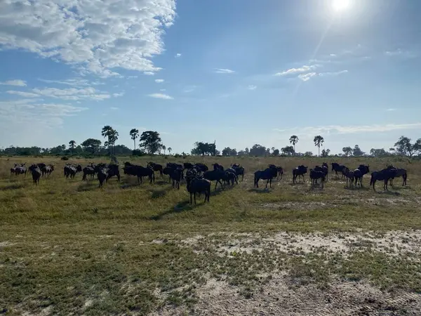 Akşam karanlığında Buffalo sürüsü, Nxabega, Botswana, Okavango Deltası