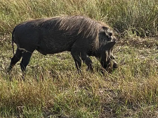 Erkek Yaban domuzu otlatma, Nxabega, Botswana, Okavango Delta