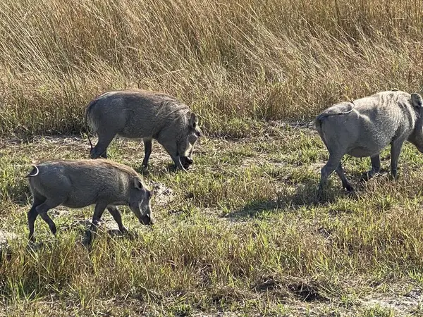 Yaban domuzu ailesi otluyor, Nxabega, Botswana, Okavango Delta