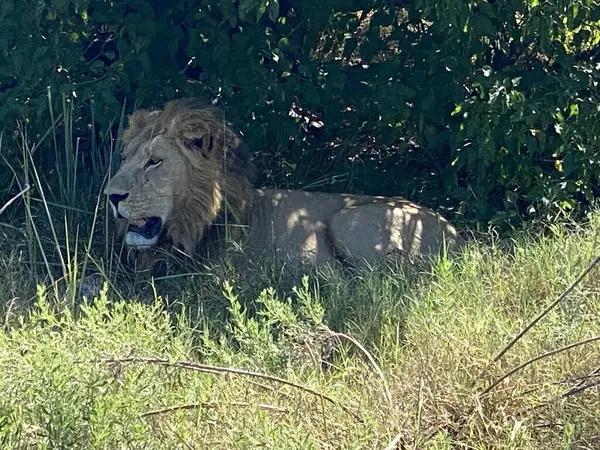 Erkek aslan tüm Zebra, Nxabega, Botswana, Okavango Delta 'yı yedikten sonra gölgede dinleniyor..
