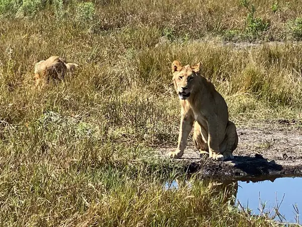 Bir su birikintisinde dişi aslan.