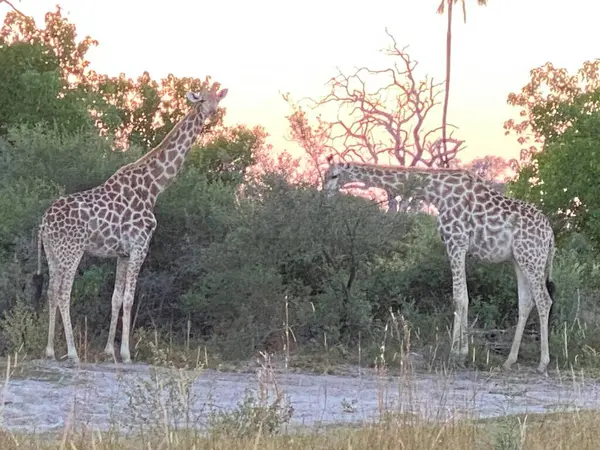 Savanadaki zürafa Akasya ağaçlarında otluyor.
