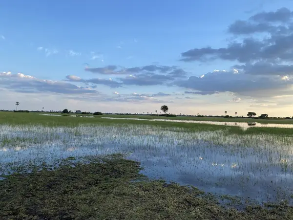 Ağacı ve gölü olan güzel bir manzara, Okavango Deltası sel altında, Nxabega, Botswana