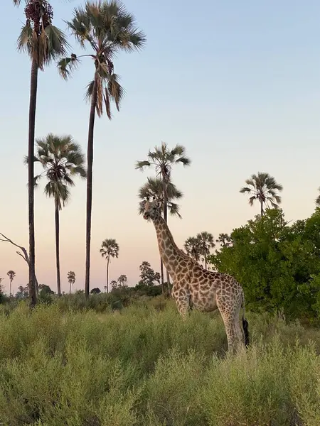Palmiye ağaçlarının yanında duran zürafa, Nxabega, Botswana, Okavango Delta