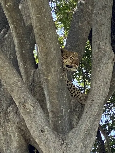 Erkek leopar ağaçta saklanıyor, Nxabega, Botswana, Okavango Delta.