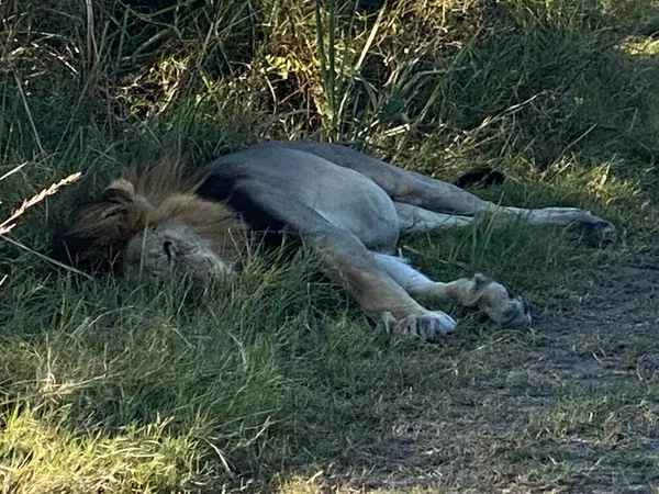 Erkek aslan tüm zebrayı yedikten sonra gölgede dinleniyor..