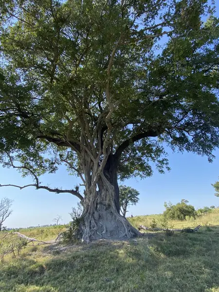 Ağacın etrafı sarılmış, Nxabega Botswana, Okavango Deltası