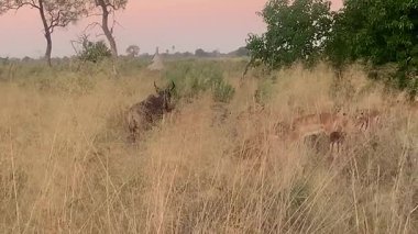 Impala ve bir Tsessebe uzun otların arasında mükemmel bir şekilde kamufle oldular. Nxabega, Botswana, Okavango Deltası