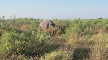 Beyaz Gergedan çalılıklarda otluyor, Nxabega, Botswana, Okavango Deltası