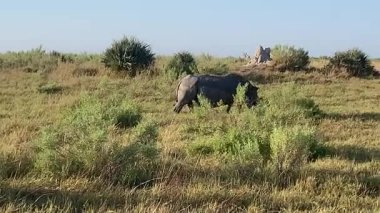 Beyaz Gergedan çalılıklarda otluyor, Nxabega, Botswana, Okavango Deltası
