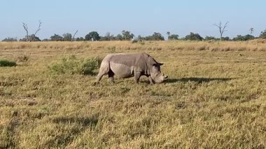 Beyaz Gergedan çalılıklarda otluyor, Nxabega, Botswana, Okavango Deltası