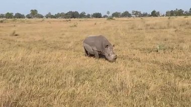 Beyaz Gergedan çalılıklarda otluyor, Nxabega, Botswana, Okavango Deltası