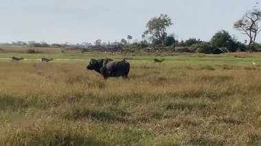 Buffalo ve Impalas, Nxabega, Botswana, Okavango Delta 'daki bir alarm çağrısına tepki veriyor.
