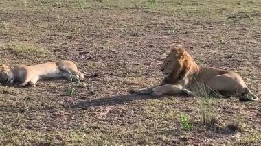 Bir avdan sonra dinlenen aslan sürüsü, Nxabega, Botswana, Okavango Delta.