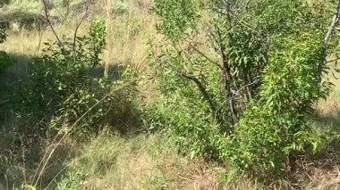 Dişi aslan avı, avcılık, Nxabega, Botswana, Okavango Deltası