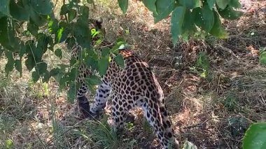 Erkek leopar, mükemmel kamufle edilmiş avcı, Nxabega, Botswana, Okavango Delta.