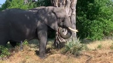 Filler otluyor, Nxabega, Botswana, Okavango Deta.