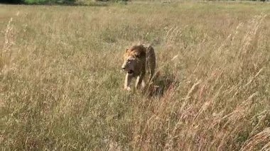 A male lion patrolling his territory, Nxabega, Botswana, Okavango Delta.