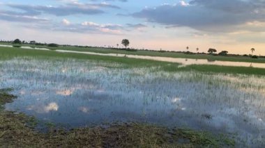 Güneş batarken Okavango Delta 'nın panoramik görüntüsü.