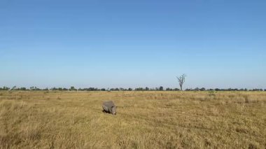 White Rhino grazing, Nxabega, Botswana, Okavango Delta.