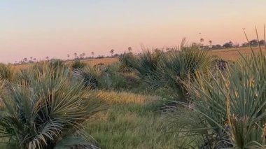 Zebralar alacakaranlıkta, Nxabega, Botswana, Okavango deltasındaki açık bir alana gidiyorlar..
