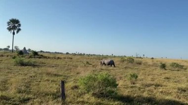Beyaz Gergedan Nxabega, Botswana, Okavango Delta 'da otluyor..