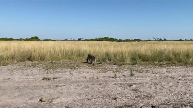 Leopard patrolling. Nxabega, Botswana, Okavango Delta.