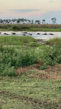 Hippo havuzu, Nxabega, Botswana, Okavango Deltası.
