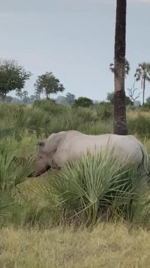 Beyaz Gergedan, boynuzlu, su birikintisinden içiyor, Nxabega, Botswana, Okavango Delta.