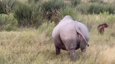 Beyaz Gergedan, boynuzlu, su birikintisinden içiyor, Nxabega, Botswana, Okavango Delta.