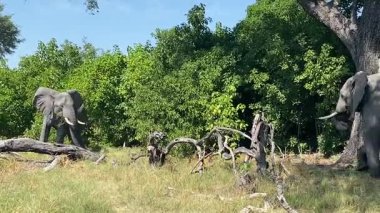 Elephants feeding. Nxabega, Botswana, Okavango Delta