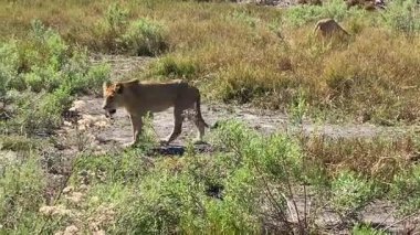 Dişi aslan yürüyüşü, Nxabega, Botswana, Okavango Delta