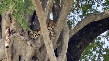 Ağaçta saklanan leopar. Nxabega, Botswana, Okavango Deltası.