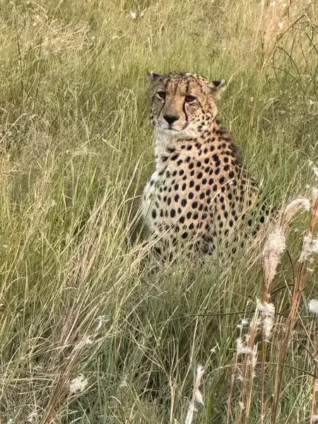 Uzun otların arasında saklanan çita, Sandibe, Botswana, Okavango Delta