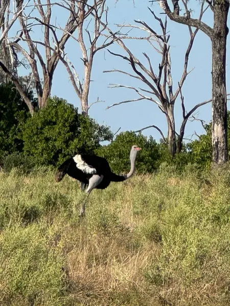 Devekuşu gözcülük yapıyor, Sandibe, Botswana, Okavango Delta