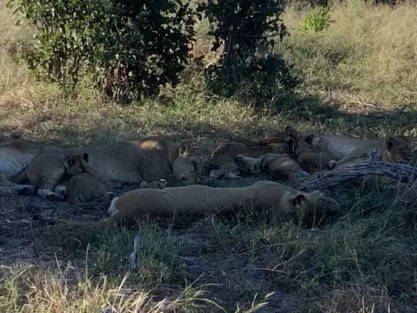 Gölgede dinlenen aslanların gururu, Sandibe, Botswana, Okavango Delta