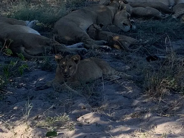 Gölgede dinlenen aslanların gururu, Sandibe, Botswana, Okavango Delta