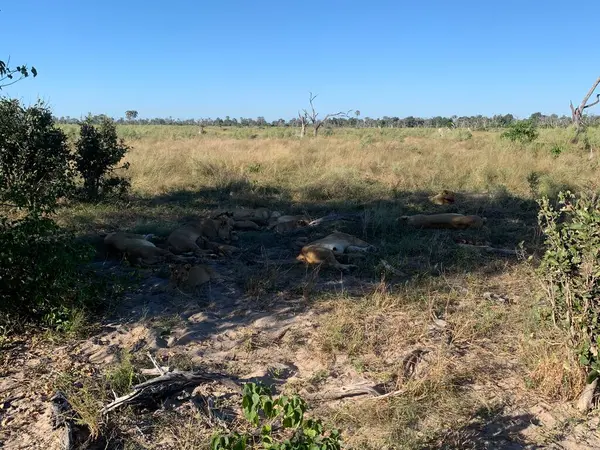 Gölgede dinlenen aslanların gururu, Sandibe, Botswana, Okavango Delta