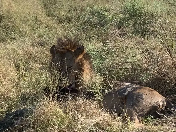 Gölgede dinlenen aslanların gururu, Sandibe, Botswana, Okavango Delta