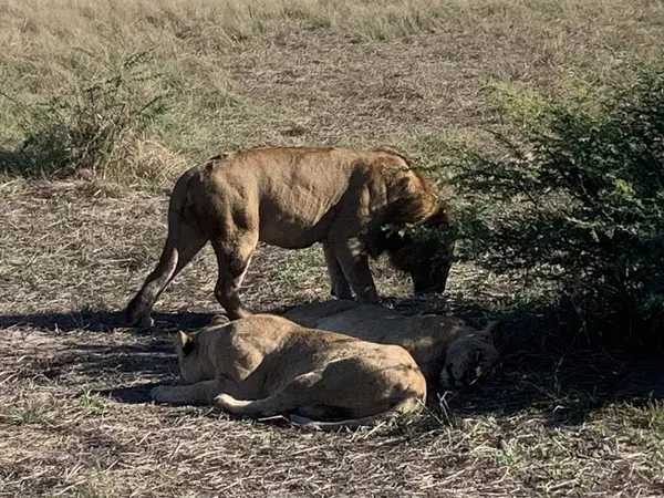 Gölgede dinlenen aslanların gururu, Sandibe, Botswana, Okavango Delta