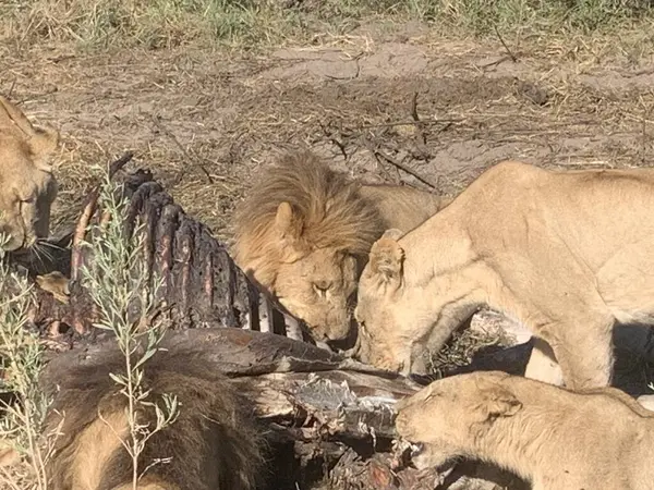 Bir leşle beslenen aslan sürüsü, Sandibe, Botswana, Okavango Deltası.