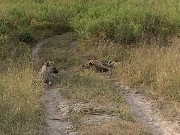 Benekli Sırtlanlar, Sandibe, Botswana, Okavango Deltası