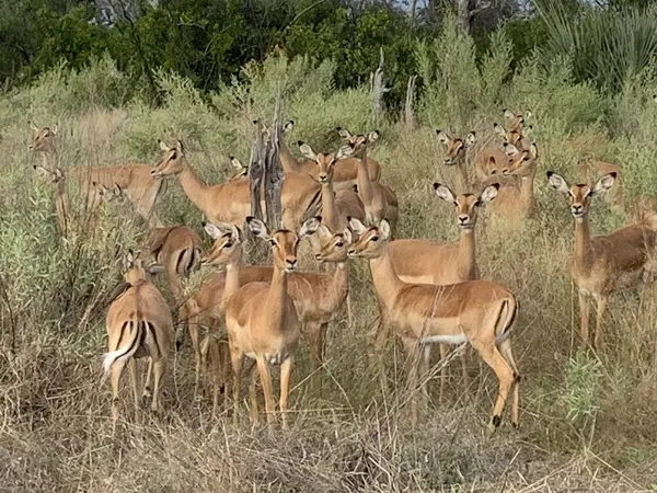 Dişi İmpala, Sandibe, Botswana, Okavango Delta sürüsü.