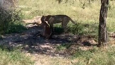 Taze bir Impala cinayetiyle çita, Sandibe, Botswana, Okavango deltası
