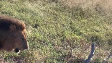 Karnı tok bir erkek aslan dinlenmek için gölgeye gidiyor, Sandibe, Botswana, Okavango deltası.