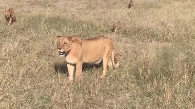 Aslanların sürüsü, aralarında yavruların da bulunduğu gölgeler, Sandibe, Botswana, Okavango deltası.