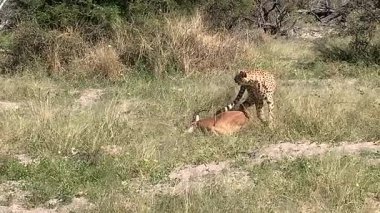 Impala yiyen çita, yeni yakalandı, Sandibe, Botswana, Okavango Delta.