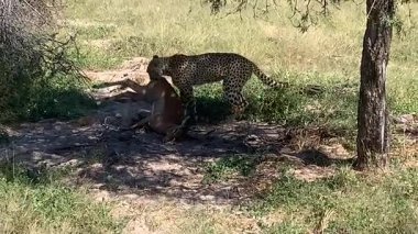 Impala yiyen çita, yeni yakalandı, Sandibe, Botswana, Okavango Delta.