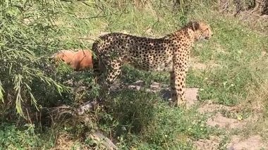 Impala yiyen çita, yeni yakalandı, Sandibe, Botswana, Okavango Delta.